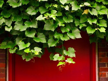 Ivy against a red door and brick.