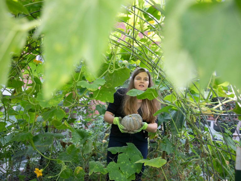 A person holding a pumpkin working in a Harvard campus garden