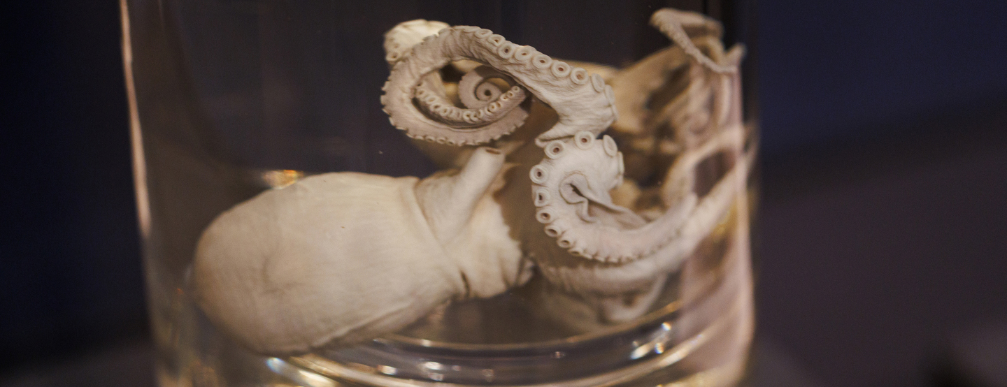 An octopus specimen in a jar